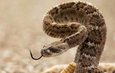 Убить змею во сне – к чему это, толкование сонников