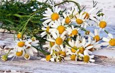 We grow garden chamomile: all the secrets of planting and caring for a plant
