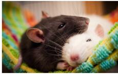 Zašto ste sanjali velikog štakora u kući Vidjeti velikog debelog štakora u snu