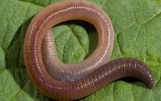 Dream Interpretation: Why do you dream about worms?