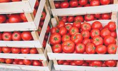 Kako čuvati paradajz kod kuće