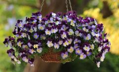 Ampelous viola: growing from seeds to seedlings, when to plant, care