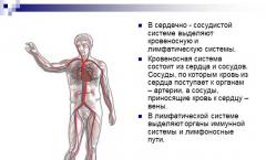The cardiovascular system