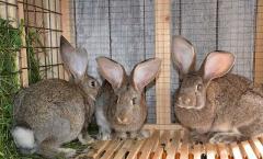 Kendi ellerinizle tavşanlar için bir kafes nasıl yapılır - yapı türleri, işe hazırlık ve adım adım inşaat teknolojisi