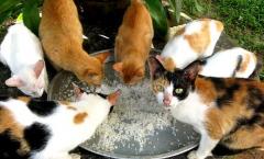 Misticismul pisicilor roșii din casă: semnificații și semne Pisicile sunt animale mistice