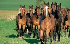 Why do you dream of a herd of horses - interpretation of sleep from dream books