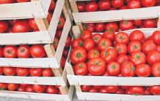 Si të ruani domatet në shtëpi