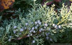Evergreens: beauty all year round
