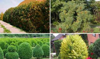 Fast growing perennial hedge - selection of plants